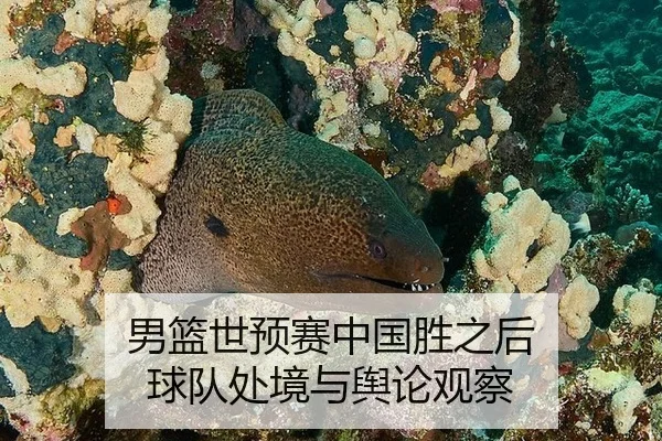 男篮世预赛中国胜之后 球队处境与舆论观察